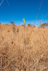 Handroanthus coronatus