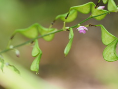 Hylodesmum podocarpum oxyphyllum