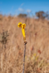Handroanthus coronatus