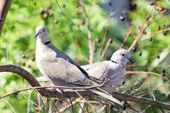 Streptopelia decaocto