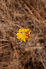 Handroanthus coronatus