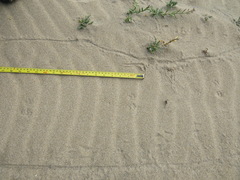 Spilogale gracilis