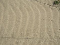 Spilogale gracilis
