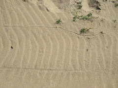 Spilogale gracilis