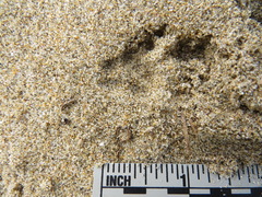 Spilogale gracilis