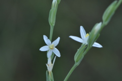 Schenkia spicata