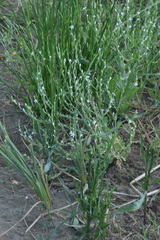 Schenkia spicata