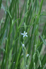Schenkia spicata