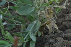 Schenkia spicata