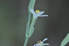 Schenkia spicata