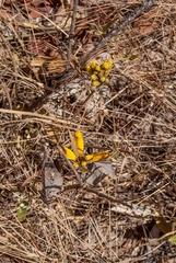 Handroanthus coronatus