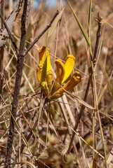 Handroanthus coronatus