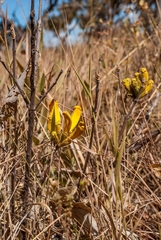 Handroanthus coronatus