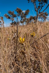 Handroanthus coronatus
