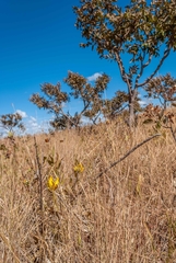 Handroanthus coronatus
