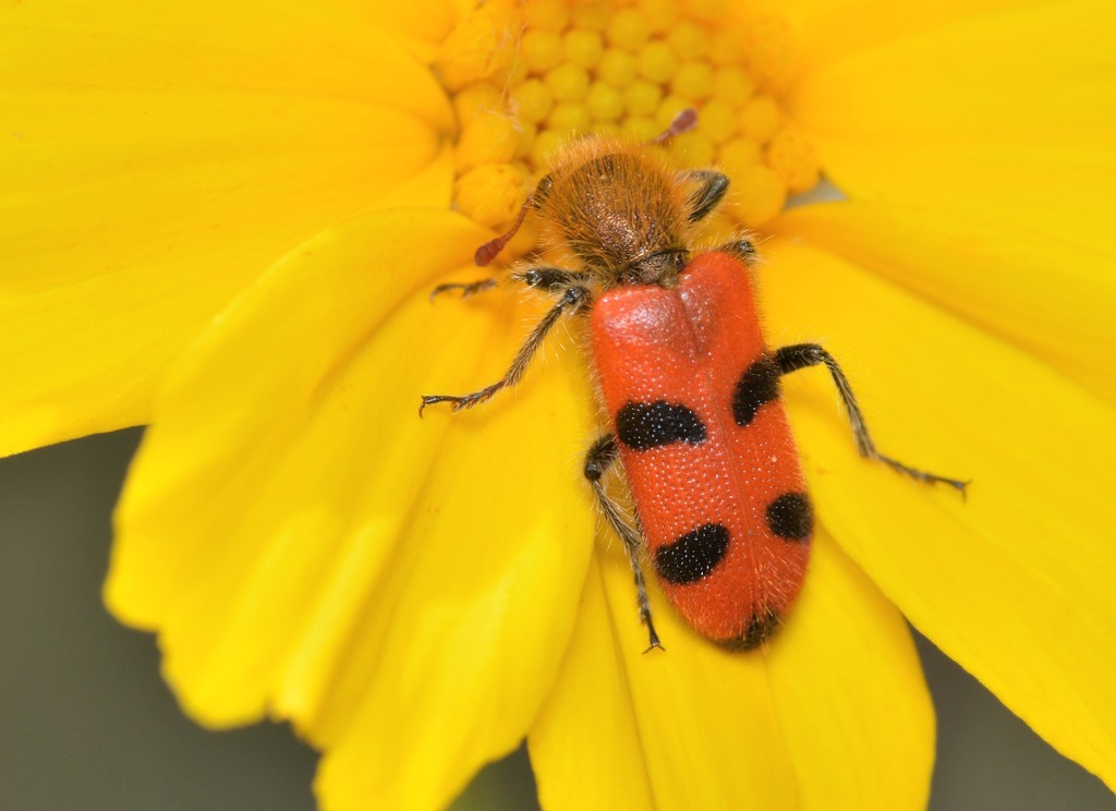 Trichodes bicinctus