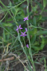 Schenkia spicata