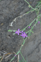 Schenkia spicata