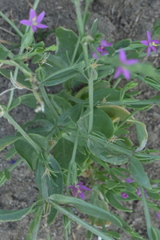 Schenkia spicata