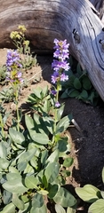 Penstemon euglaucus