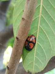 Ogdoecosta biannularis