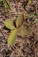 Handroanthus coronatus