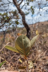 Handroanthus coronatus