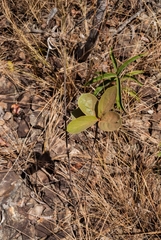 Handroanthus coronatus