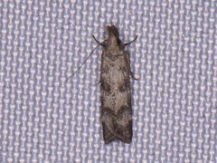 Dichomeris inversella