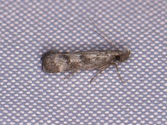 Dichomeris inversella