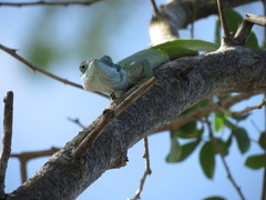 Anolis allisoni