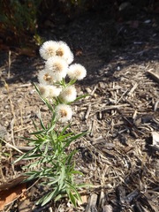 Erigeron bonariensis
