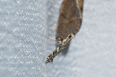 Leucospilapteryx venustella