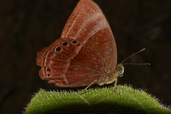 Abisara saturata kausambioides