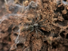 Ischnothele annulata