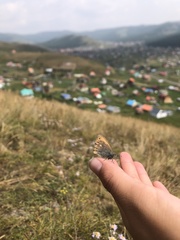 Coenonympha amaryllis