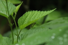 Conchylodes ovulalis