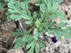 Schistophragma intermedium