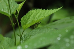 Conchylodes ovulalis