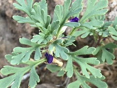 Schistophragma intermedium