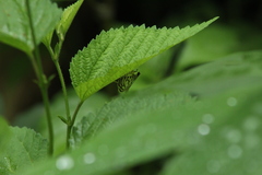 Conchylodes ovulalis