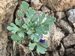 Schistophragma intermedium