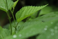 Conchylodes ovulalis