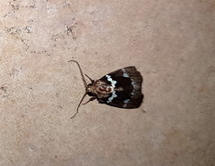 Lepidoptera