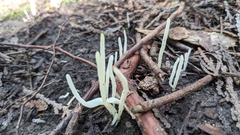 Clavaria fragilis vermicularis