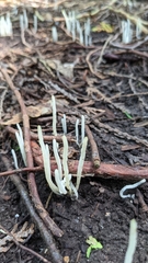 Clavaria fragilis vermicularis