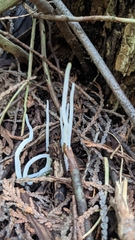 Clavaria fragilis vermicularis