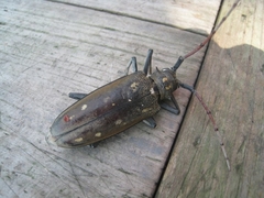 Batocera