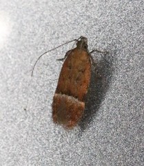 Eudactylota iobapta