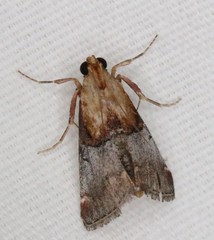 Cacozelia basiochrealis
